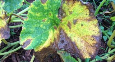 Příčiny žloutnutí a sušení listů na dýni